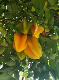 Image result for Averrhoa carambola