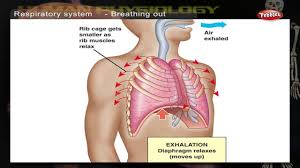 Your rib cage defines your body's thoracic region, and includes your sternum, your 12 thoracic vertebrae and 12 pairs of ribs. Respiratory System How Human Body Works Human Body Parts And Functions Human Anatomy 3d Youtube