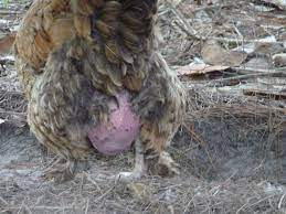 I'm going to try to make this as simple as possible. Hen With Huge Swollen Area Tumor Below Vent Area Backyard Chickens Learn How To Raise Chickens