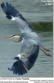 These Herons Are Not Sociable And Outside The Breeding Season Are Usually Seen Alone Description From Avianweb Com I Sea Grey Heron Coastal Birds Sea Birds