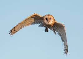 Image result for owl