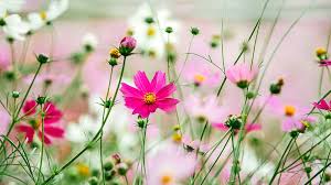 Maybe you would like to learn more about one of these? Your Ultimate Guide On Growing Cosmos Flower For A Colorful Garden