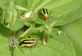 Pictures of black and yellow bugs. Fourlined Plant Bugs Umn Extension