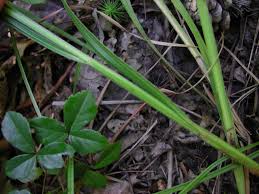 Image result for Scleria induta
