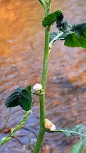 Image result for Struchium