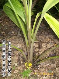 Image result for Curculigo pilosa