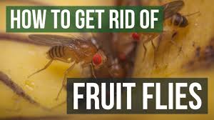 how to get rid of fruit flies (3 simple