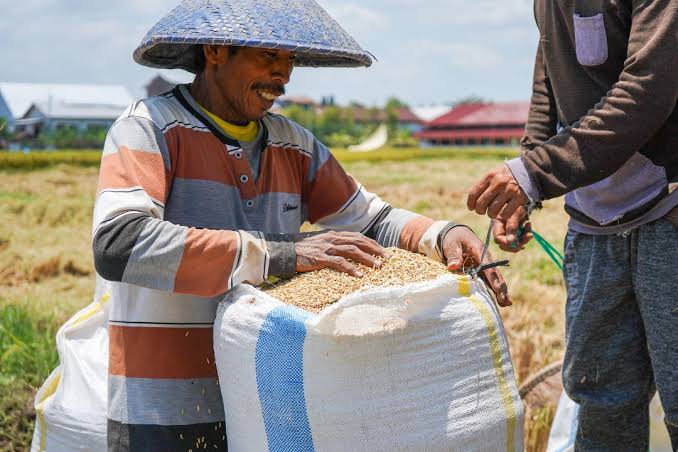 Beringin Shallot Harvest: ‘Si Pandai’ Steps In to Guarantee Market Access and Fair Prices for Farmers