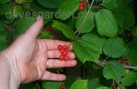 I've got berries from alaska you can eat. Plantfiles Pictures Viburnum Species Moosewood Viburnum Squashberry Lowbush Cranberry Mooseberry Viburnum Edule By Weezingreens