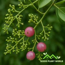 Image result for Salvadora