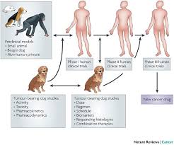 A squamous cell carcinoma of the lung is a type of metastasizing tumor that arises from the squamous epithelium in lungs. Translation Of New Cancer Treatments From Pet Dogs To Humans Nature Reviews Cancer