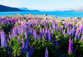 Check spelling or type a new query. November Di New Zealand Cuaca Apa Yang Perlu Pack Dan Apa Yang Perlu Lihat