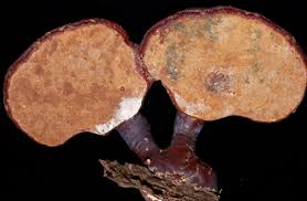 Image result for Ganoderma tsugae
