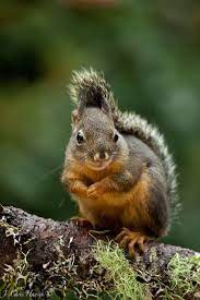 More Squirrels Backyard Douglas Tree Squirrel Mendocino County Northern California Cute Squirrel Squirrel Red Squirrel
