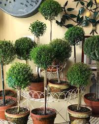 Most relevant best selling latest uploads. Green Inspiration For The Sun Porch Container Gardening Garden Styles Topiary Garden