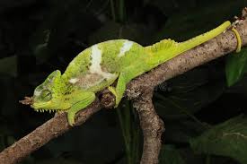 Gift certificates sample kits create your own products. Four Horned Chameleon Trioceros Quadricornis Stock Image Image Of Fauna Lizard 30340871