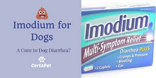 imodium for dogs a cure to your dogs runny stomach certapet