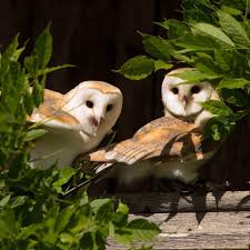 Buzz Woody Our Barn Owls Over At The Pavilion Barn Owl Barnowl Siblings Falconry Birdsofprey Leedscastle Castle Barn Owl Owl Barn
