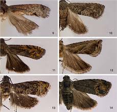 Image result for Acanthopale pubescens