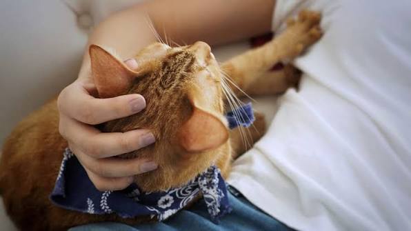 Why Does My Cat Knead Me? | Comfort Zone