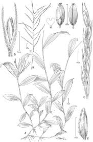 Image result for Craspedorhachis