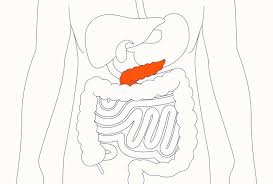 Image result for pancreas)