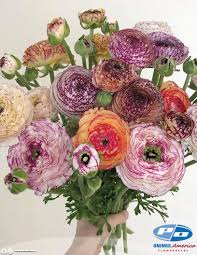 Image result for Ranunculus stagnalis