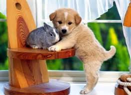 10+ imagini adorabile cu iepuri care te pot convinge sa vrei unul ca animal de companie. Lumea Animalelor Care Este Mai Dragut Galerie Foto Mobile