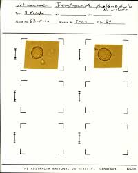 Image result for Elatostema paivaeanum