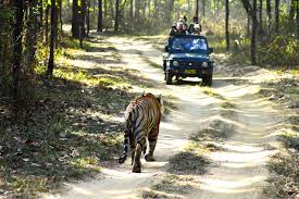 She lost to meghna mishra, but won in screen awards. Sterling Holidays Blog Mind Blowing Facts About Kanha National Park
