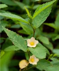 Image result for Sida ovata