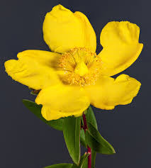 タイリン キンシバイ