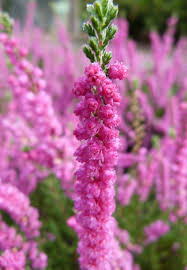 Maybe you would like to learn more about one of these? Veresk Obyknovennyj Jana Euro Plant