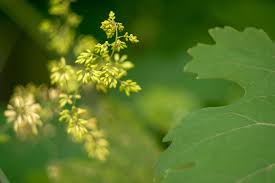 Image result for Macleaya