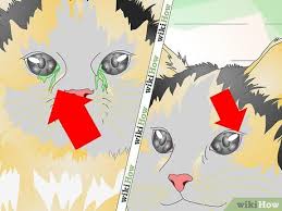 Ubat mata rabun, ubat mata katarak qurrotaaini, ubat mata tri gold eye, ubat mata tanpa bahan kimia, ulser mulut : Cara Mengatasi Infeksi Pada Mata Kucing 9 Langkah Dengan Gambar