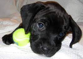 Pin By Maureen Mcgraw On Boxerlab Mix - Boxador Boxer Lab Mix Puppies Boxer Mix Puppies Boxer Lab Mixes