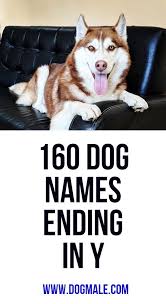 Ada comes from the name adele. 160 Dog Names Ending In Y Dog Names Female Dog Names Puppy Names
