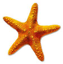 Starfish Png Google Search Ideias Desenhos Legais