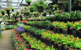 Places to Buy Plants in Dubai: Location, Contact & More | dubizzle