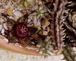 Image result for Duvalia polita