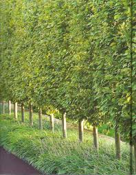 They block any view, help filter noise, and offer a lush, green backdrop. Pin By Deb Merrick On Howard Backyard Trees Landscaping Retaining Walls Privacy Trees Backyard