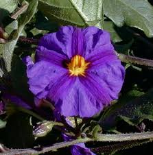 Image result for Lycianthes rantonnetii