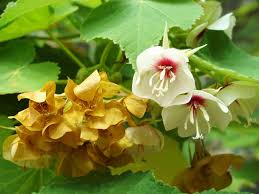 Image result for Dombeya burgessiae