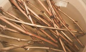 Image result for grapevine cuttings