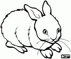 Juegos De Conejos Para Colorear Imprimir Y Pintar Imagenes De Animales Dibujo De Animales Dibujos De Animales