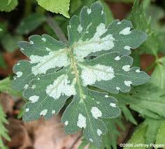 Image result for Hydrophyllaceae