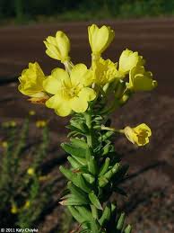 Oenothera Biennis Common Evening Primrose Minnesota Wildflowers Evening Primrose Flower Evening Primrose Flowers Perennials