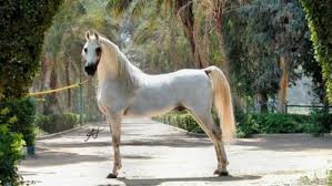 Despois da revolución iraquí o 25 de outubro, foi unha das súas características. ØµÙˆØ± Ø­ØµØ§Ù† Ø¹Ø±Ø¨ÙŠ Ø§ØµÙŠÙ„ Ø§Ù„Ø®ÙŠÙ„ Ø§Ù„Ø¹Ø±Ø¨ÙŠ Ø§Ù„Ø§ØµÙŠÙ„ Ø§Ø«Ø§Ø±Ø© Ù…Ø«ÙŠØ±Ø©