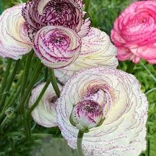 Image result for Ranunculus stagnalis
