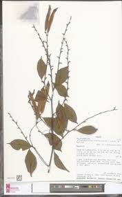 Image result for Afrobrunnichia erecta